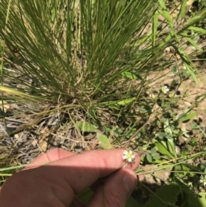 Cerastium glomeratum at Mount Clear, ACT - 10 Jan 2021