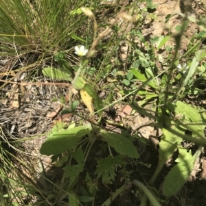 Cerastium glomeratum at Mount Clear, ACT - 10 Jan 2021