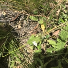 Cerastium glomeratum at Mount Clear, ACT - 10 Jan 2021