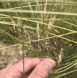 Hemarthria uncinata at Mount Clear, ACT - 10 Jan 2021