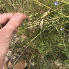 Hemarthria uncinata at Mount Clear, ACT - 10 Jan 2021