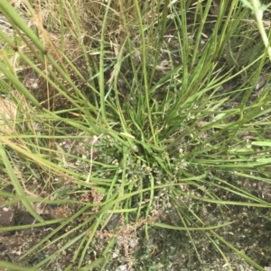 Hemarthria uncinata at Mount Clear, ACT - 10 Jan 2021