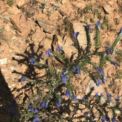 Echium vulgare (Vipers Bugloss) at Namadgi National Park - 10 Jan 2021 by Tapirlord