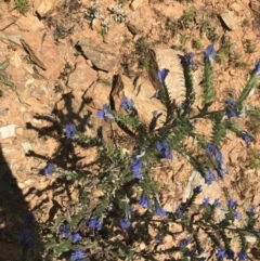 Echium vulgare (Vipers Bugloss) at Mount Clear, ACT - 10 Jan 2021 by Tapirlord