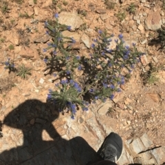 Echium vulgare at Mount Clear, ACT - 10 Jan 2021 01:21 PM