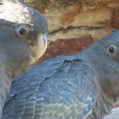 Callocephalon fimbriatum (Gang-gang Cockatoo) at O'Malley, ACT - 11 Jan 2021 by roymcd