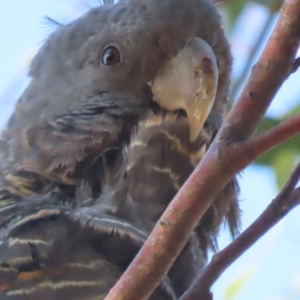 Callocephalon fimbriatum at O'Malley, ACT - 11 Jan 2021