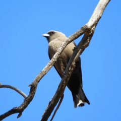 Artamus cyanopterus (Dusky Woodswallow) at Campbell Park Woodland - 8 Jan 2021 by MatthewFrawley