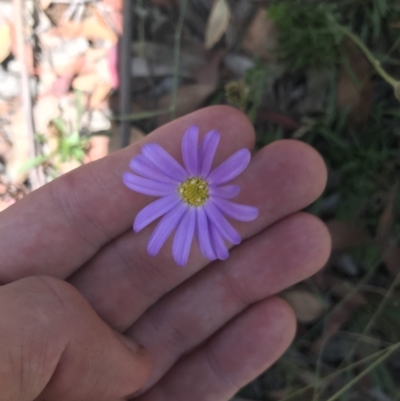 Calotis scabiosifolia var. integrifolia (Rough Burr-daisy) at Mount Clear, ACT - 10 Jan 2021 by Tapirlord