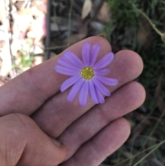 Calotis scabiosifolia var. integrifolia at Mount Clear, ACT - 10 Jan 2021 01:36 PM