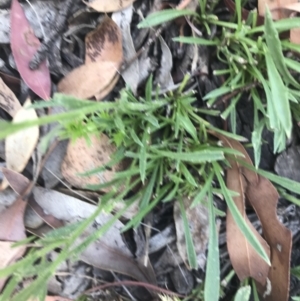 Calotis scabiosifolia var. integrifolia at Mount Clear, ACT - 10 Jan 2021 01:36 PM