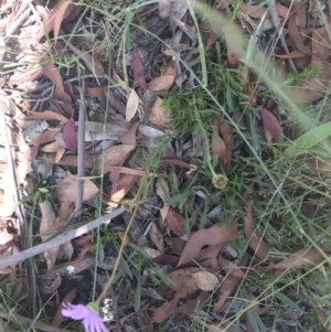 Calotis scabiosifolia var. integrifolia at Mount Clear, ACT - 10 Jan 2021 01:36 PM