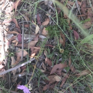 Calotis scabiosifolia var. integrifolia at Mount Clear, ACT - 10 Jan 2021