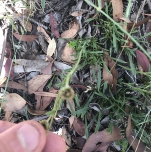 Calotis scabiosifolia var. integrifolia at Mount Clear, ACT - 10 Jan 2021