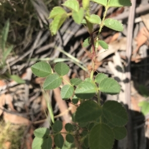 Rosa sp. at Mount Clear, ACT - 10 Jan 2021