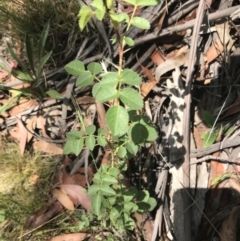 Rosa sp. at Mount Clear, ACT - 10 Jan 2021 01:36 PM