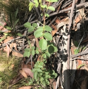 Rosa sp. at Mount Clear, ACT - 10 Jan 2021 01:36 PM