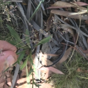 Poa sp. at Mount Clear, ACT - 10 Jan 2021