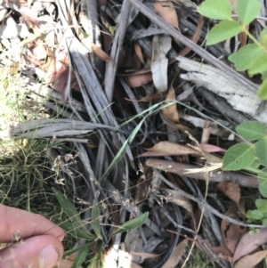 Poa sp. at Mount Clear, ACT - 10 Jan 2021