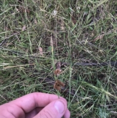 Juncus (genus) (A Rush) at Mount Clear, ACT - 10 Jan 2021 by Tapirlord
