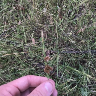 Juncus (genus) (A Rush) at Mount Clear, ACT - 10 Jan 2021 by Tapirlord