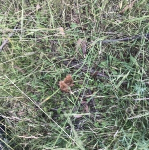 Juncus sp. at Mount Clear, ACT - 10 Jan 2021 01:39 PM