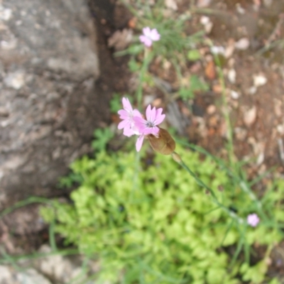 Petrorhagia sp. at Nangus, NSW - 14 Oct 2010 by abread111