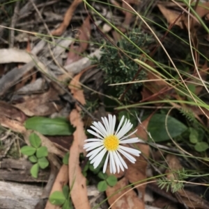 Brachyscome decipiens at Mount Clear, ACT - 10 Jan 2021 01:40 PM