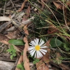 Brachyscome decipiens (Field Daisy) at Mount Clear, ACT - 10 Jan 2021 by Tapirlord