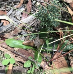 Brachyscome decipiens at Mount Clear, ACT - 10 Jan 2021 01:40 PM