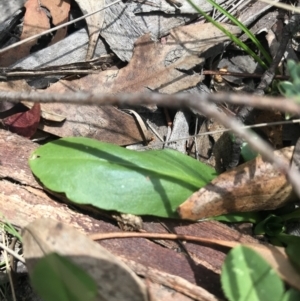 Brachyscome decipiens at Mount Clear, ACT - 10 Jan 2021 01:40 PM