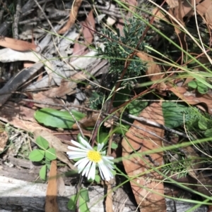 Brachyscome decipiens at Mount Clear, ACT - 10 Jan 2021 01:40 PM