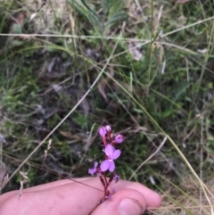 Stylidium graminifolium (grass triggerplant) at Mount Clear, ACT - 10 Jan 2021 by Tapirlord