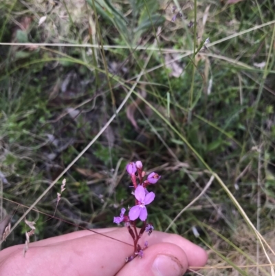 Stylidium graminifolium (Grass Triggerplant) at Namadgi National Park - 10 Jan 2021 by Tapirlord