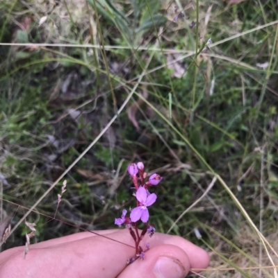 Stylidium graminifolium (grass triggerplant) at Mount Clear, ACT - 10 Jan 2021 by Tapirlord