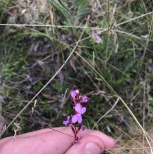 Stylidium graminifolium at Mount Clear, ACT - 10 Jan 2021