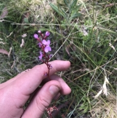 Stylidium graminifolium at Mount Clear, ACT - 10 Jan 2021