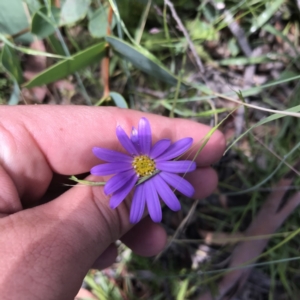 Calotis scabiosifolia var. integrifolia at Mount Clear, ACT - 10 Jan 2021