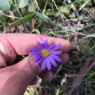 Calotis scabiosifolia var. integrifolia (Rough Burr-daisy) at Mount Clear, ACT - 10 Jan 2021 by Tapirlord