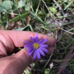 Calotis scabiosifolia var. integrifolia at Mount Clear, ACT - 10 Jan 2021