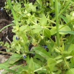 Lysimachia loeflingii (Blue Pimpernel) at Nangus, NSW - 14 Oct 2010 by abread111