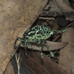 Chrysolopus spectabilis at Weetangera, ACT - 6 Jan 2021 02:11 PM