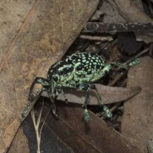 Chrysolopus spectabilis at Weetangera, ACT - 6 Jan 2021 02:11 PM