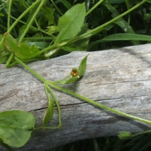 Stellaria media at Nangus, NSW - 14 Oct 2010 05:12 PM