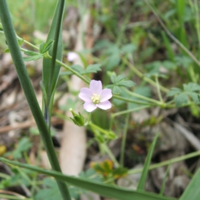 Geranium sp. (Geranium) at Nangus, NSW - 14 Oct 2010 by abread111