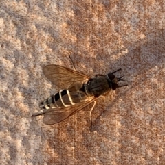 Anabarhynchus sp. (genus) (Stiletto Fly (Sub-family Therevinae)) at Murrumbateman, NSW - 11 Jan 2021 by SimoneC