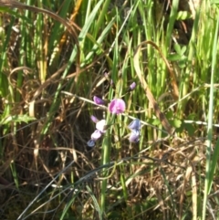 Glycine clandestina (Twining Glycine) at Jones Creek, NSW - 7 Oct 2010 by abread111