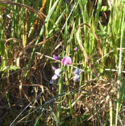 Glycine clandestina (Twining Glycine) at Jones Creek, NSW - 7 Oct 2010 by abread111