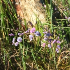 Glycine clandestina at Jones Creek, NSW - 7 Oct 2010