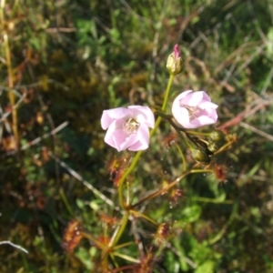 Drosera auriculata at Jones Creek, NSW - 7 Oct 2010